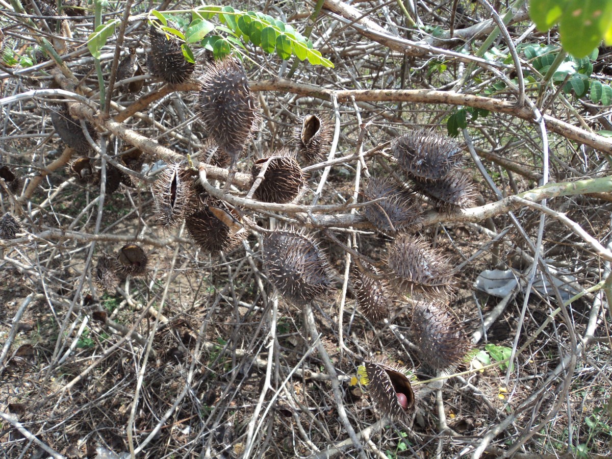 Guilandina bonduc L.